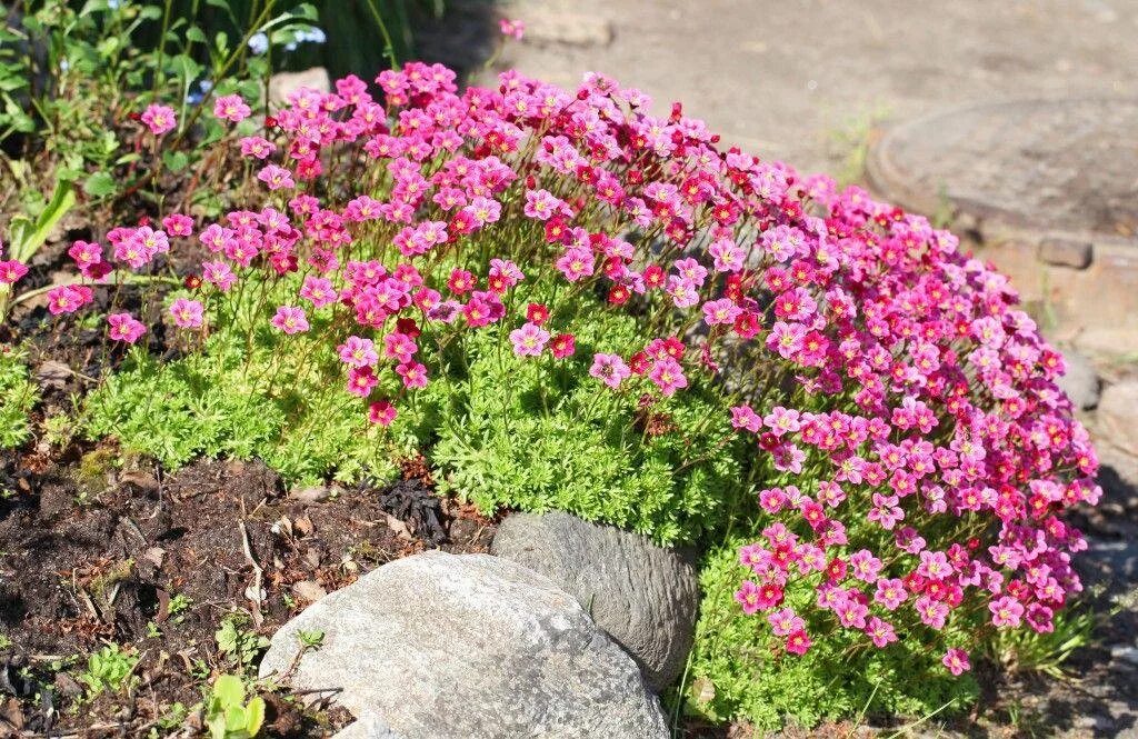Камнеломка цветок садовый многолетний фото. Камнеломка Арендса. Камнеломка пурпурная мантия. Камнеломка Арендса Фламинго. Почвопокровные многолетники камнеломка.