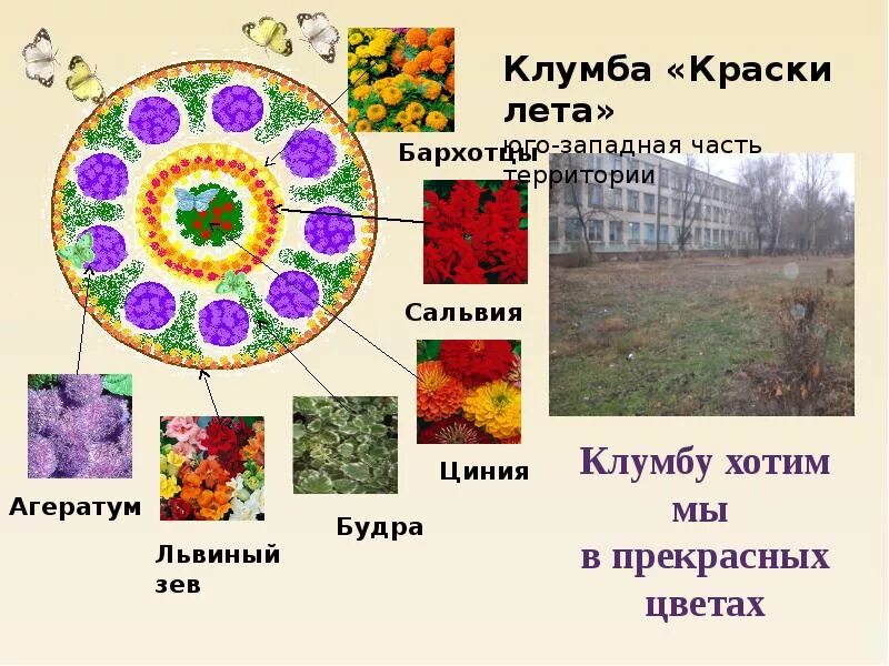 Индивидуальный проект создание школьной клумбы Проект наша школьная клумба