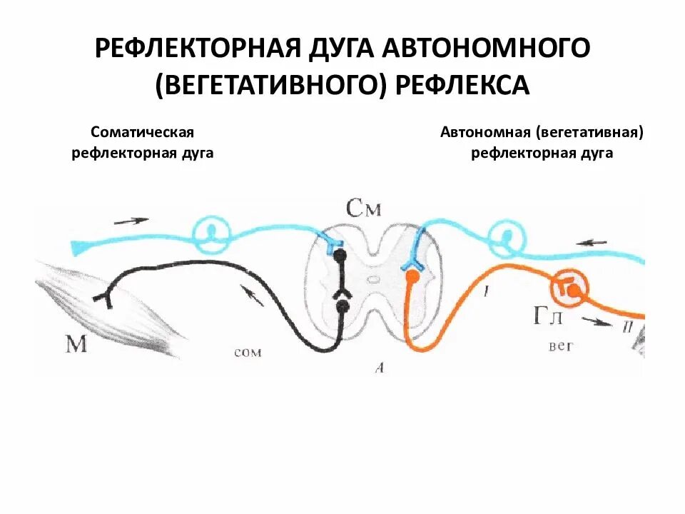 Вегетативные рефлексы головного мозга. Рефлекторная дуга соматической нервной системы. Строение дуги вегетативного рефлекса. Рефлекторная дуга вегетативного рефлекса. Соматическая и вегетативная рефлекторная дуга.