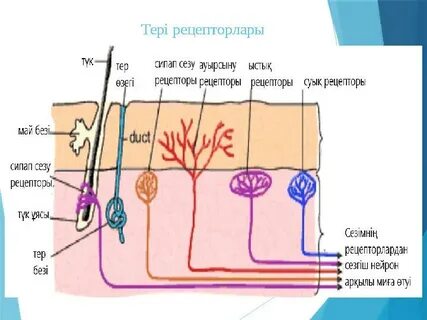Жас әпкесі бар секс порно ағасы