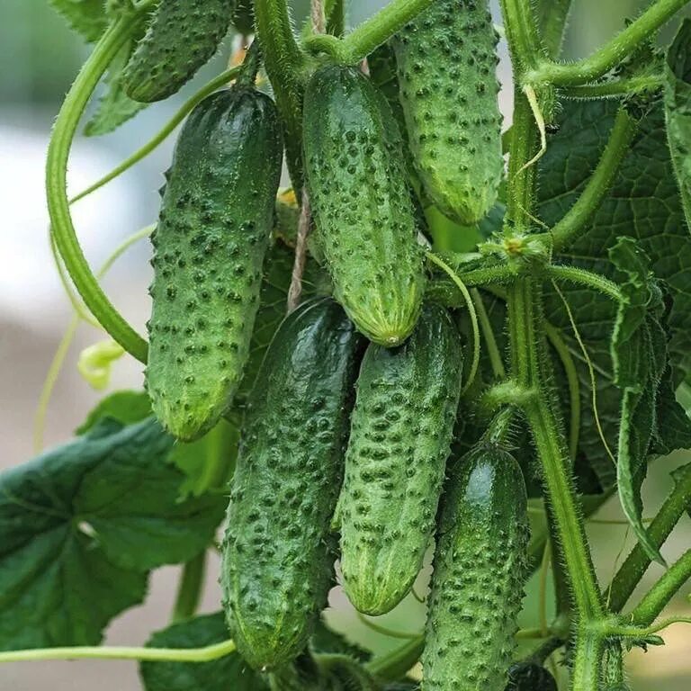Огурец пучковый десант f1 аэлита. Огурец пучковый десант f1 аэлита. Огурец десант f1. Огурец десант f1. Пучковый десант.