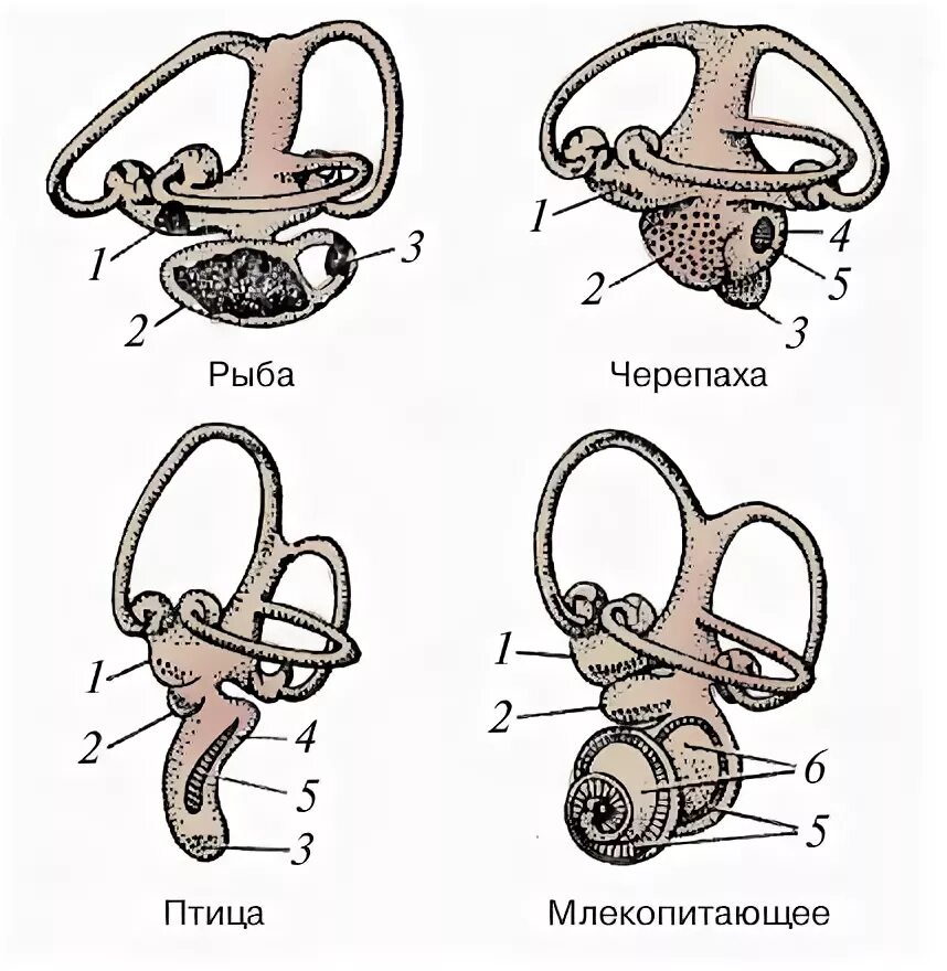 Строение органа слуха птиц. Строение органа слуха у рыб. Строение слухового аппарата птиц. Эволюция слухового аппарата у позвоночных. Органы слуха у рыб находятся