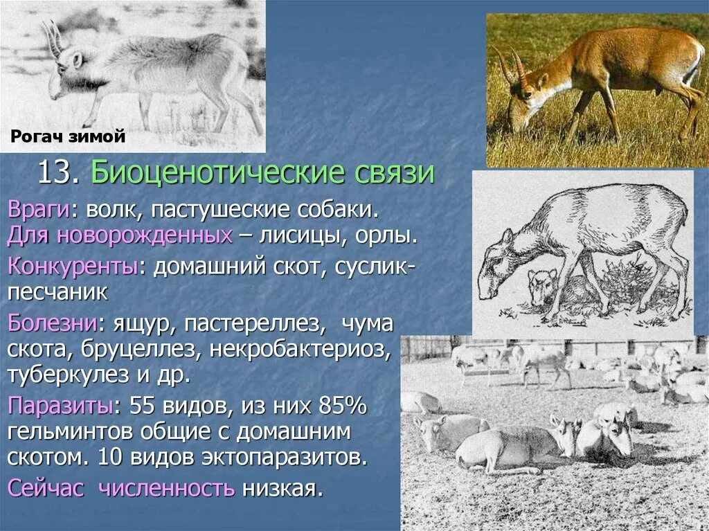 Бруцеллез симптомы у животных. Некробактериоз северных оленей возбудитель. бруцеллез дипломная работа. взаимодействие между волком и сайгаком.