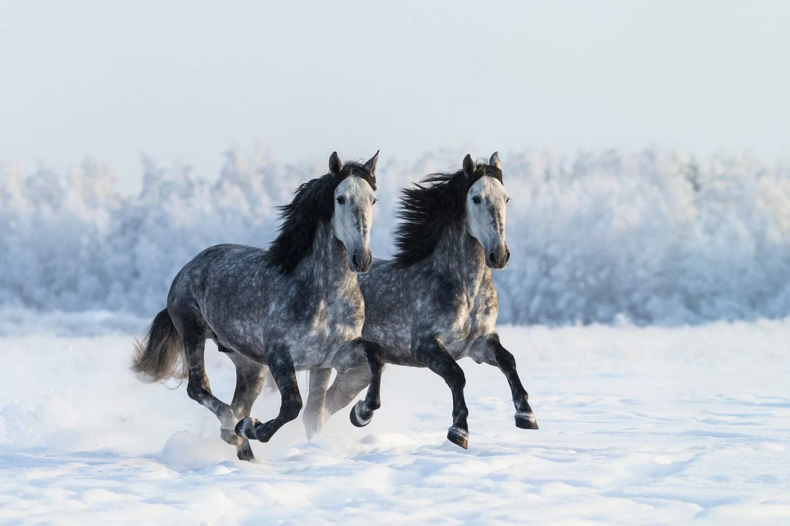 Лошадь валяется. Лошадь лежит. Лежачий конь. Сон две коня. Морда лошади.