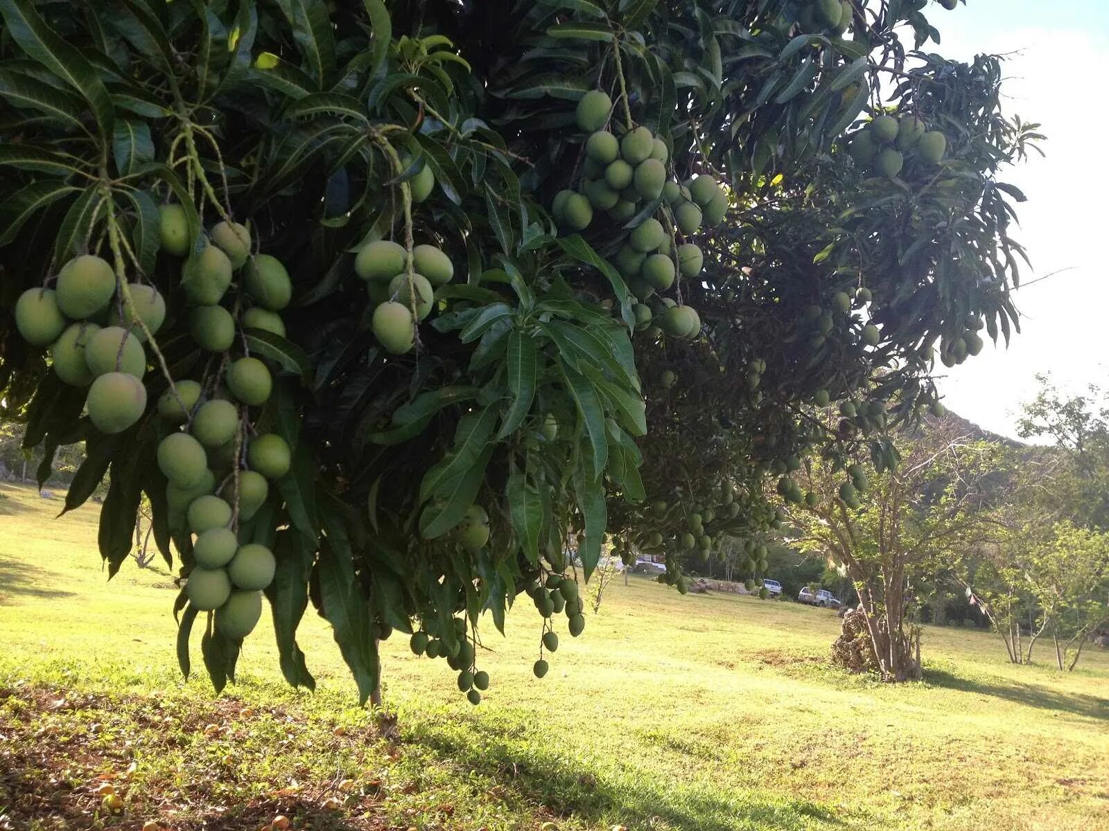 Манго дерево цветет. Манго фрукт дерево. Дерево манго манговое дерево. Манговое дерево с манго. Дерево манго Таиланд.