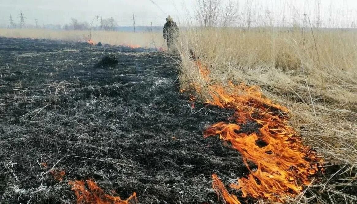 Горящая трава. Травяной пожар. Сухая трава огонь. Лесные пожары. Возгорание сухой травы.