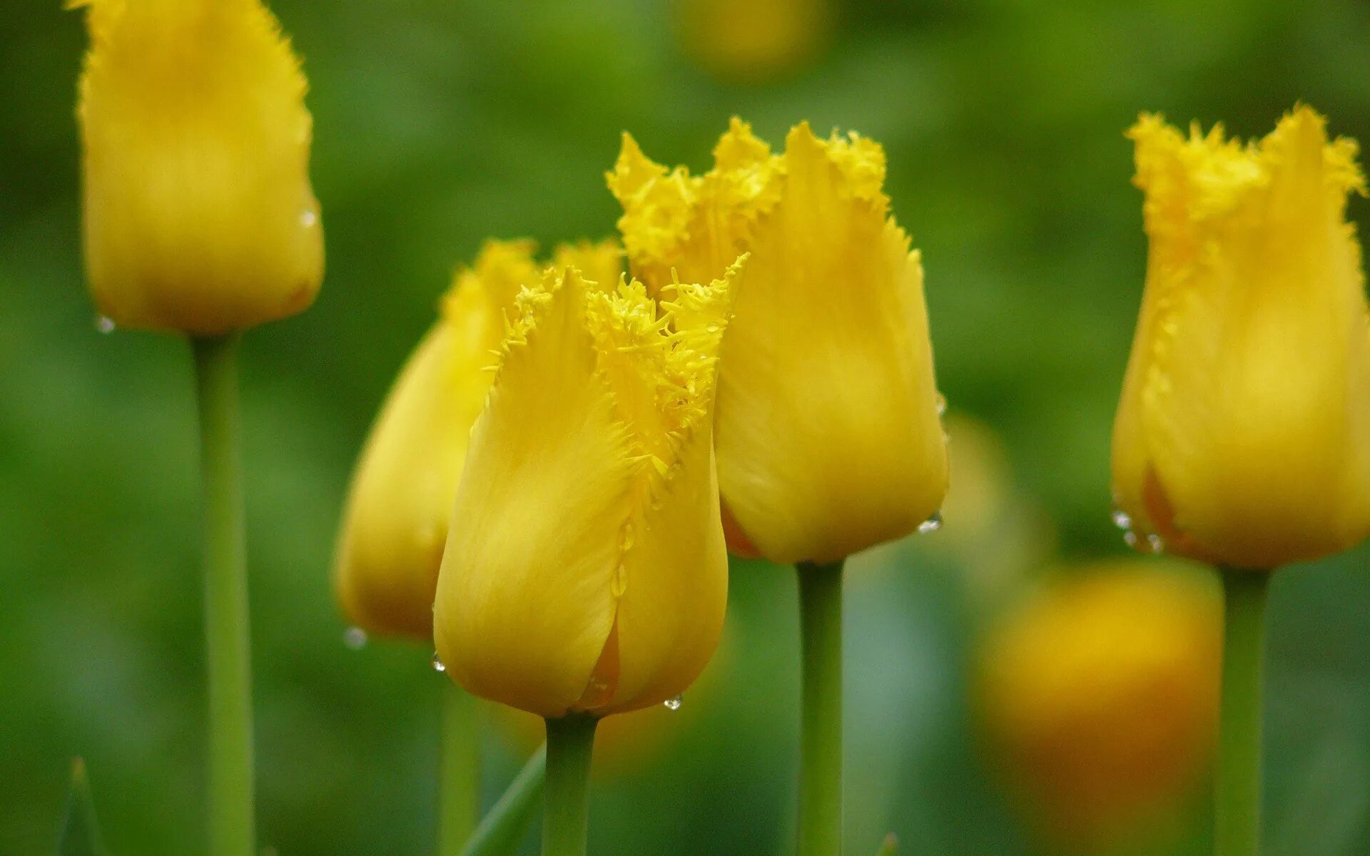 Обои желтые тюльпаны. Тюльпан Йеллоу Кинг. Тюльпан Yellow Valery. Тюльпан Йеллоу Фабио. Тюльпан Yellow King.