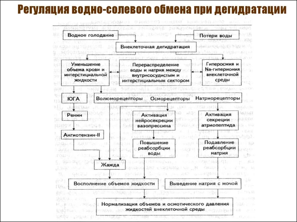 Регуляции водно солевого обмена в организме человека. Регуляция водно-солевого гомеостаза при кровопотере. Схема регуляции водно-солевого обмена. Регуляция водно-солевого обмена биохимия. Основные механизмы регуляции водно-солевого обмена.