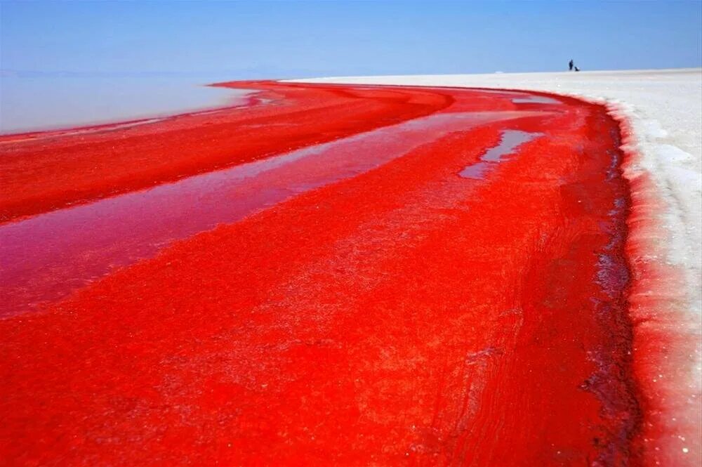 В воду идет красным. Dunaliella Salina озеро. Дуналиелла Салина (Dunaliella Salina).. Озеро Хиллер. Озеро Ретба.