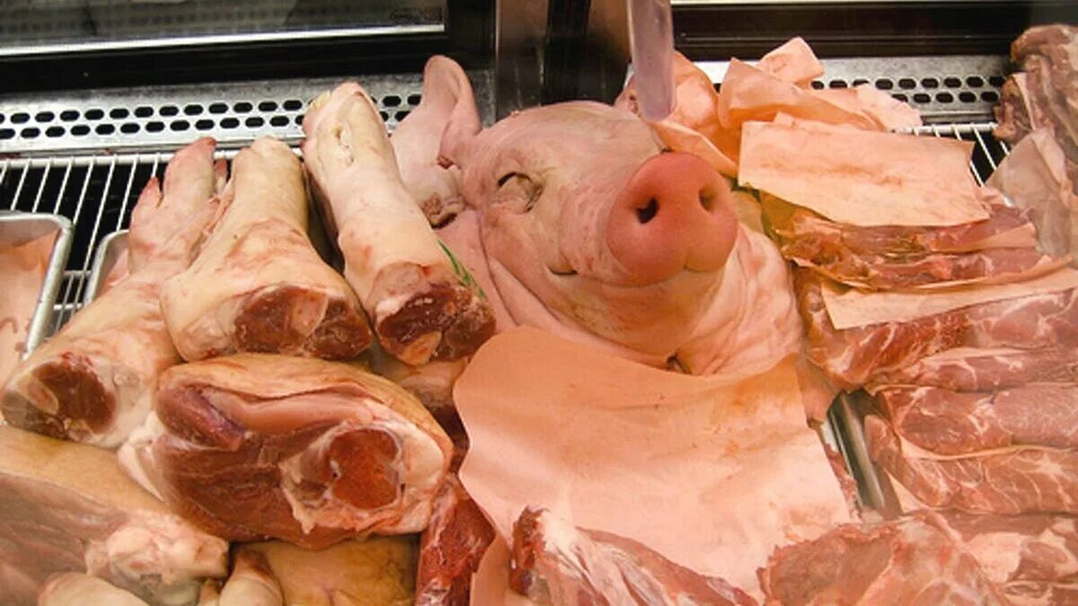 Свинья ест мясо. Свинья ест мясо