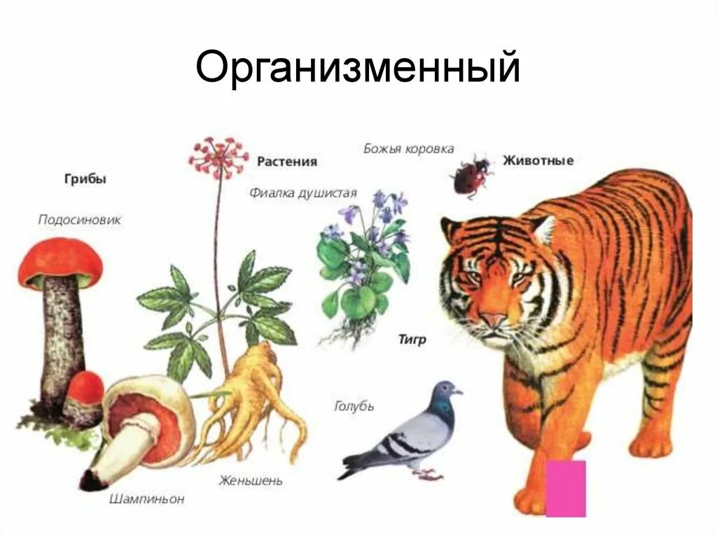 Примеры организменного уровня организации живого. Организменный уровень организации живой материи. Организменный уровень организации живого. Организменный уровень организации жизни. Организменный уровень орган.