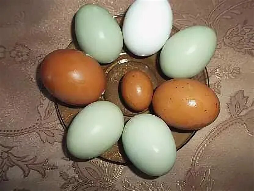 Яйцо курицы племенное