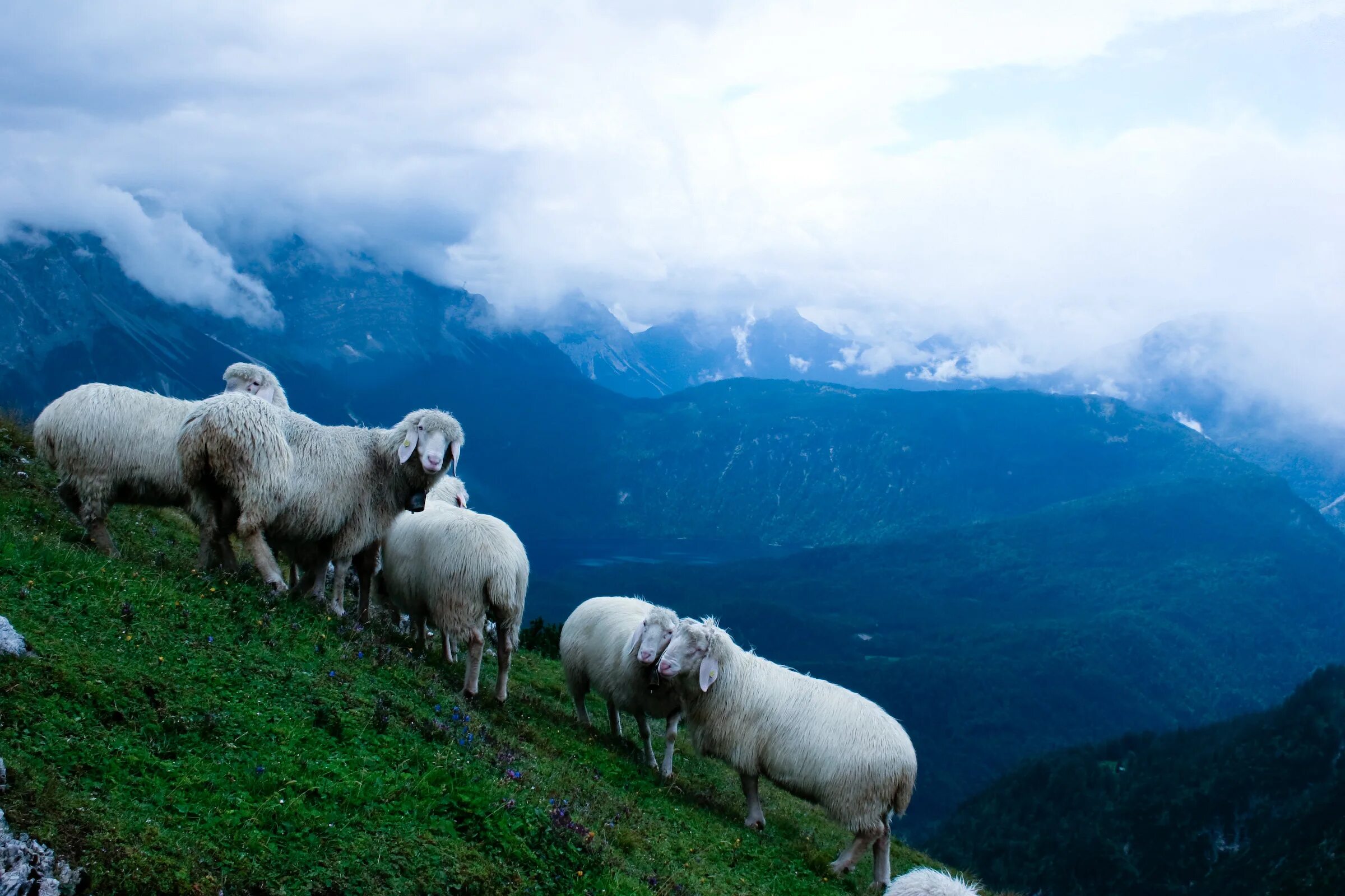 горная овца тоскана. горные барашки. барашка на горе. овцы в уэльсе. барашка на горе.