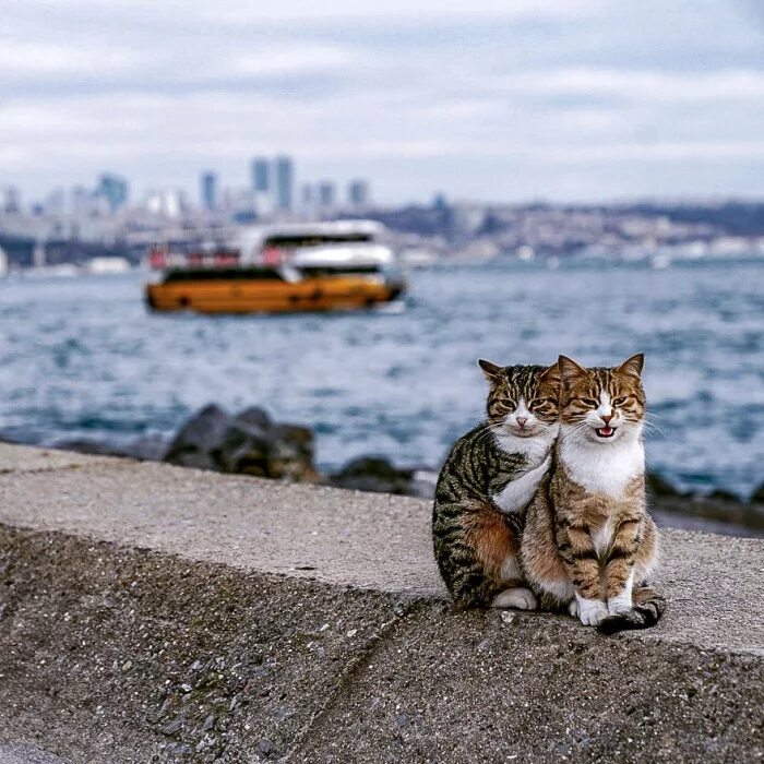 Картинки двух кошек