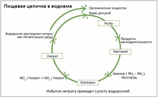 Картинки МОЛЛЮСКИ ЗВЕНО В ПИЩЕВОЙ ЦЕПИ
