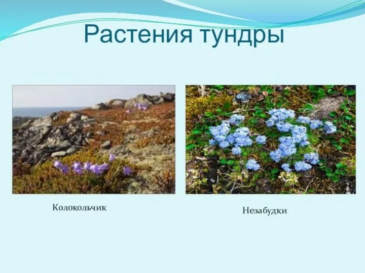Растения тундры многие стелются по земле. Растения тундры многие стелются по земле
