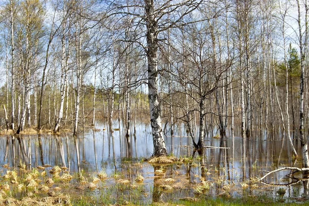 Широко разлилась вешняя вода разбор 4. Шуваловский парк Весеннее половодье. Селигер в апреле. Апрель природа.