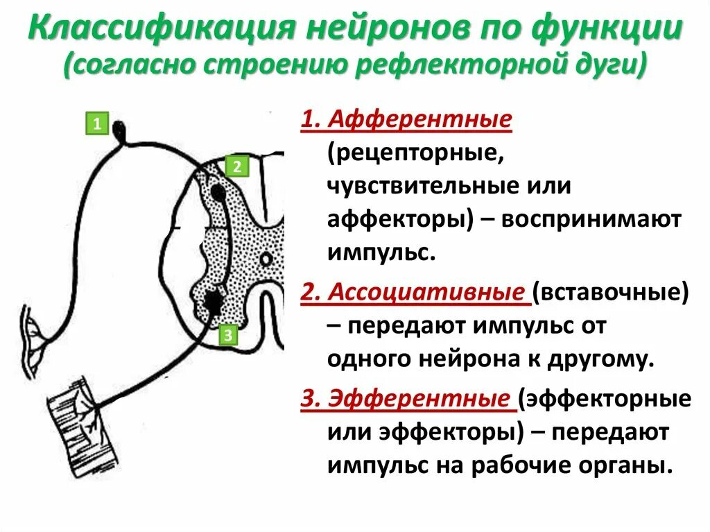 Функциональные рефлексы. Рефлекторная дуга классификация. Функции вставочного нейрона рефлекторной дуги. Функциональная классификация нейронов. Классификация нейронов по функциям.