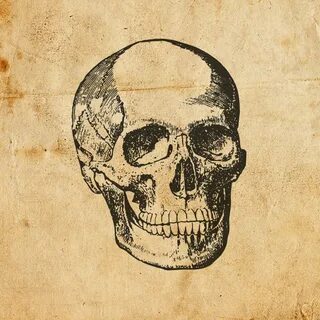 Vintage skull