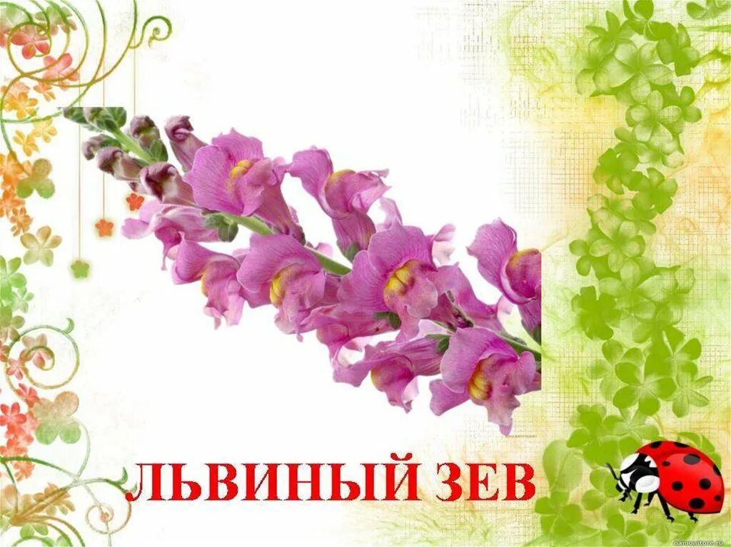 Лекарственные травы для дошкольников. Лекарственные травы детям. Лекарственные растения для детей в доу. Лекарственные травы для дошкольников. Лекарственные растения в детском саду.