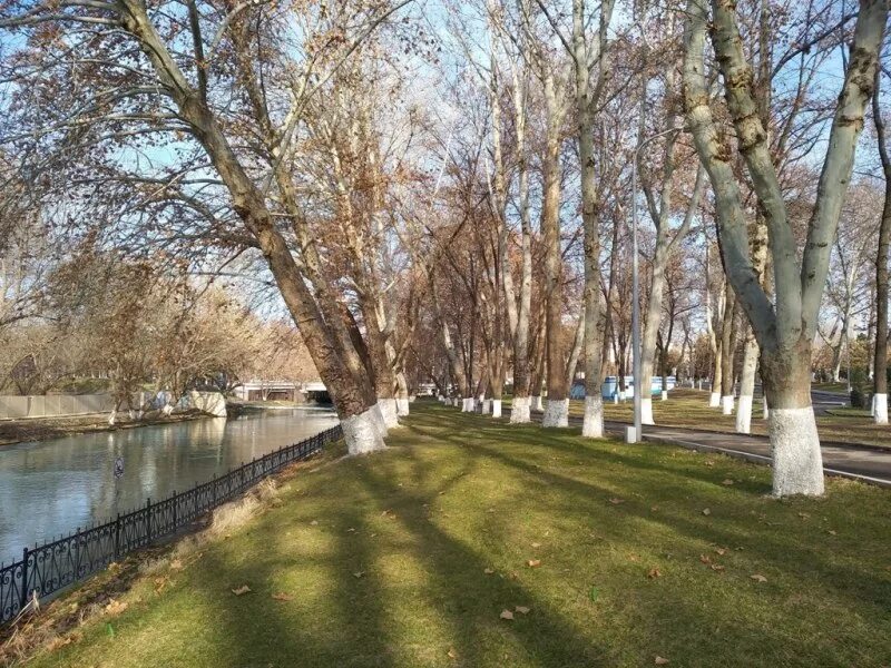 Ташкент январь. Ташкент весной. Весенний Ташкент 2020.