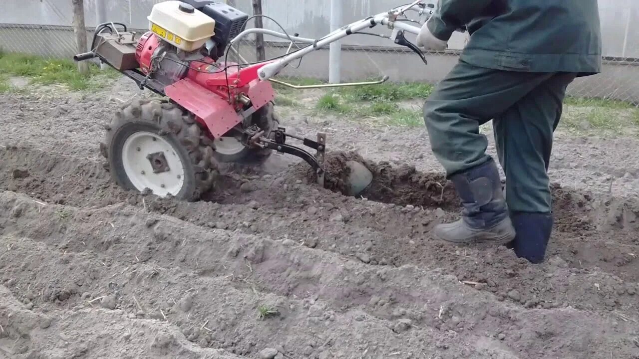 Картошка под плуг мотоблоком. Посадка картофеля мотоблоком. Сажание картошки под мотоблок. Плуг на мотоблок для посадки картофеля. Посадка картошки мотоблоком.