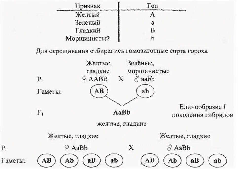 Определите генотип зеленого гладкого гороха. Полигибридное скрещивание соотношение генотипов. Гаметы при полигибридном скрещивании. Полигибридное скрещивание задачи. Полигибридное скрещивание примеры.