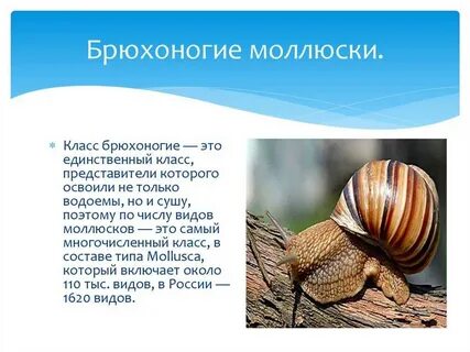 Среди моллюсков