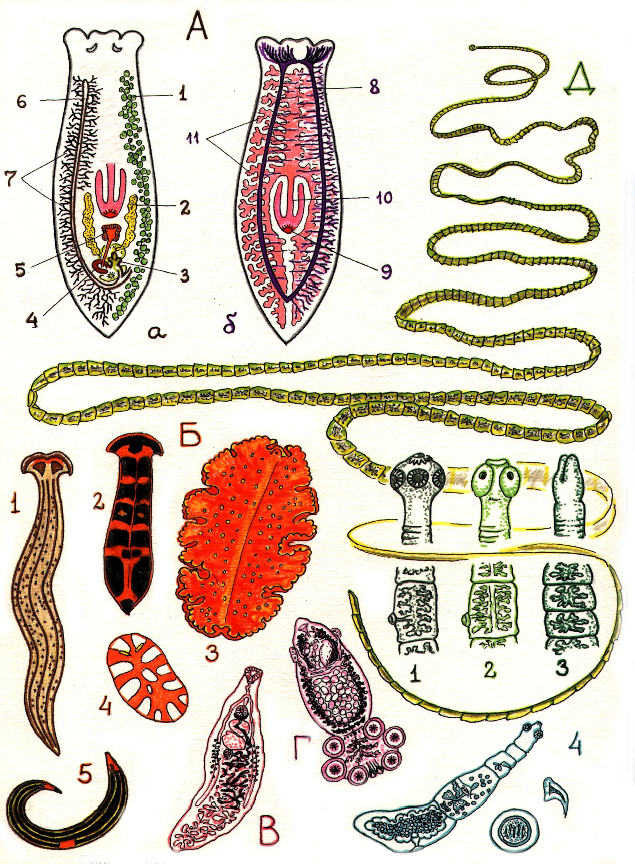 Плоские черви живу. Планарии паразиты. Реснитчатые черви планария. Цестодообразные черви. Планария многоглазка.