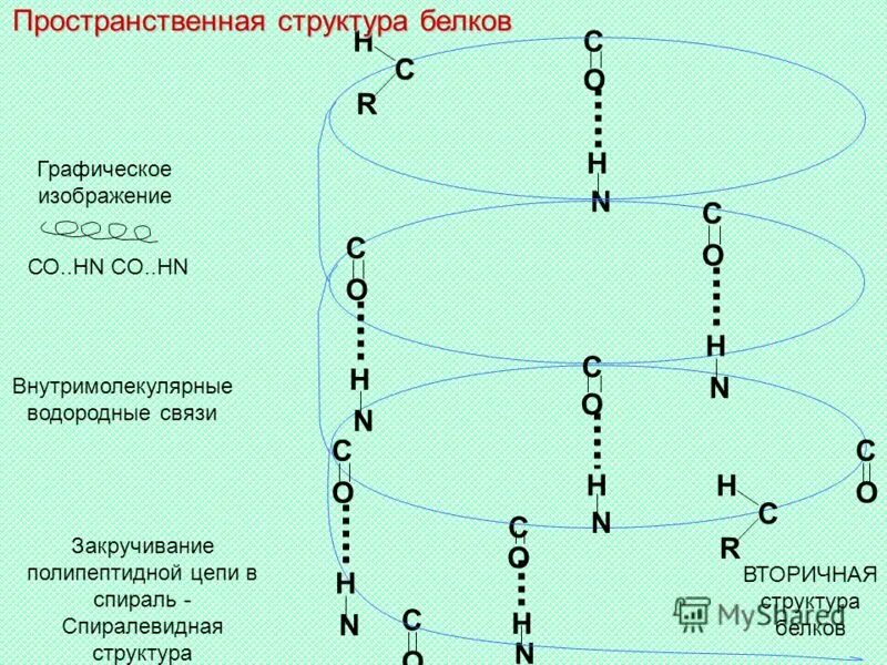 Нарушение пространственной структуры белков. Нарушение пространственной структуры белков. Третичная структура белка функции. Структура белка строение белковой молекулы. Нарушение пространственной структуры белков.