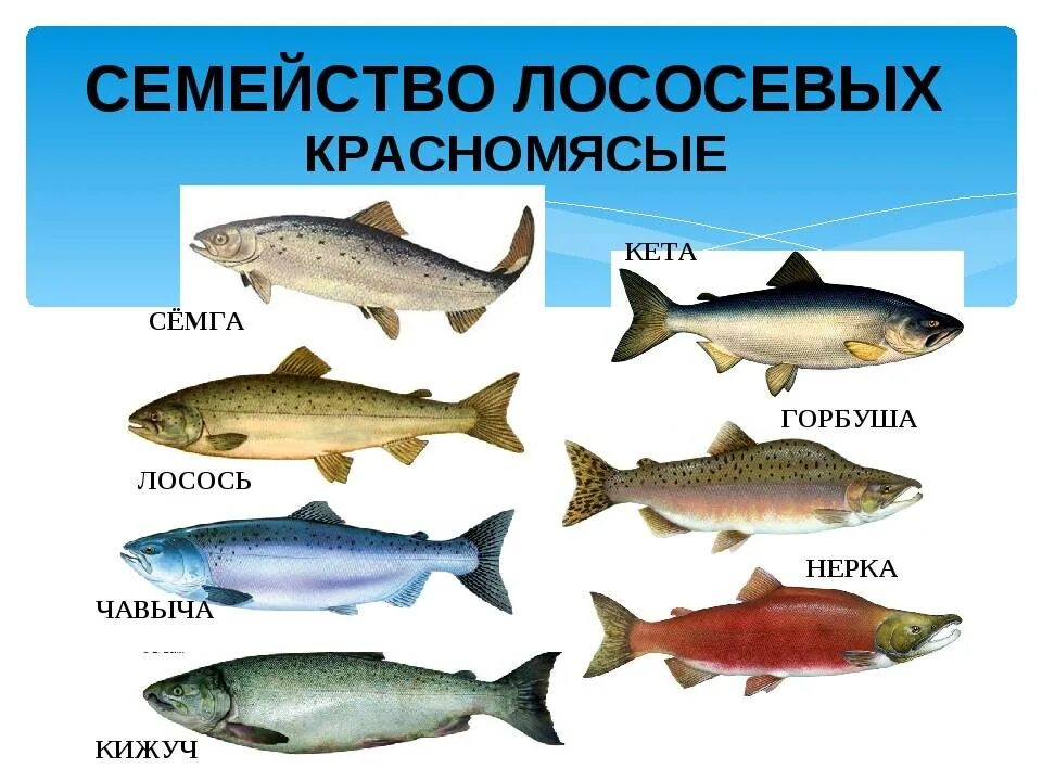 К какому классу относится лосось
