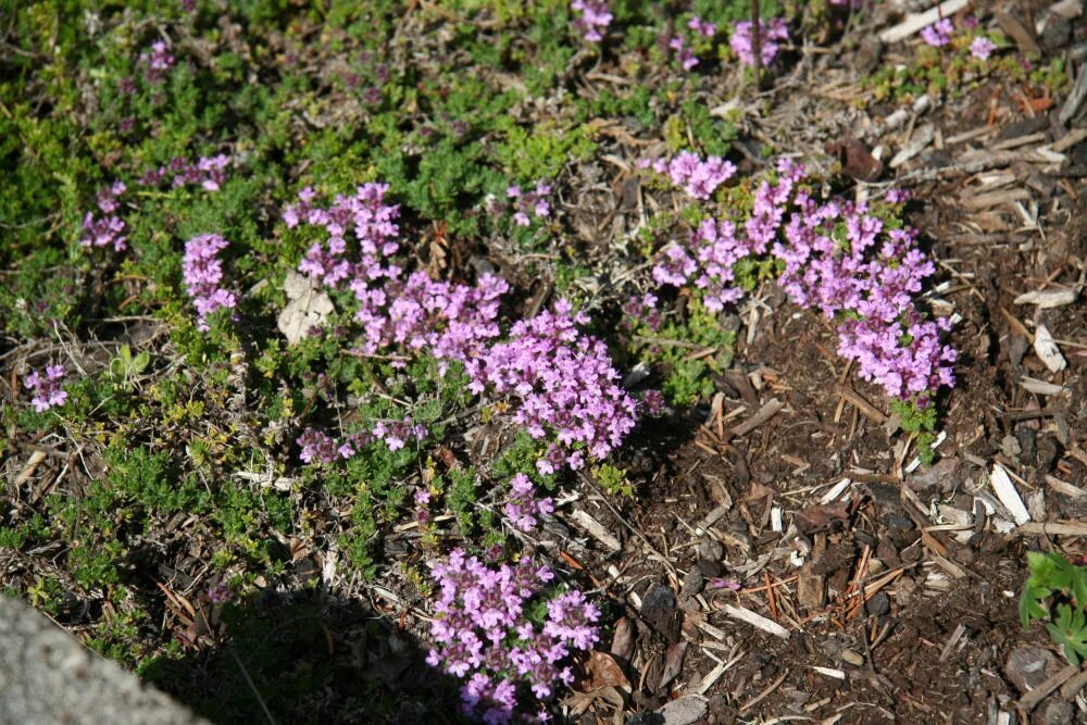 Тимьян зимой. Thymus praecox &quot;pink chintz&quot;. тимьян ползучий пинк чинтз. тимьян декоративный почвопокровный. тимьян doone valley.