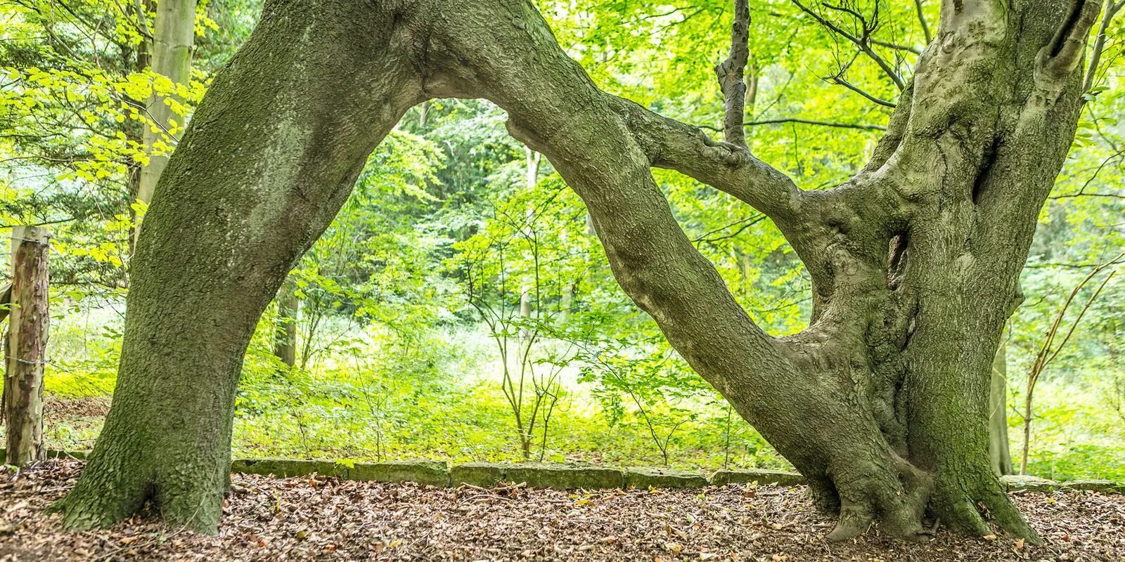 I see trees