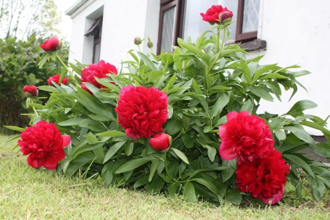 Пион георгинка. Пион уход в открытом грунте. Пион древовидный гранатовый браслет. Всходы пиона древовидного. Древовидный пион клубень.