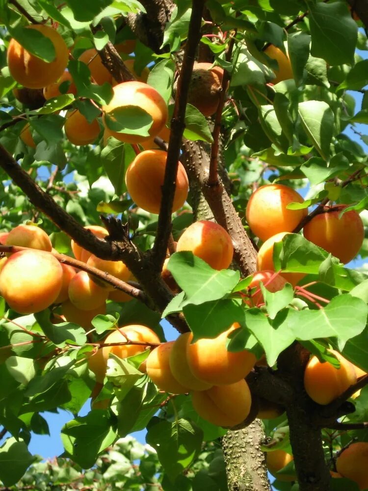 Абрикос слово. Абрикосы в малатье. Абрикос из пяти слов. Фон для текста абрикос. Абрикос шалах.