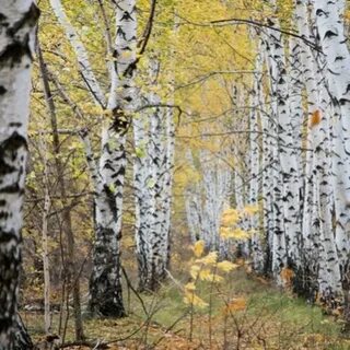Поздняя осень за редкими березками