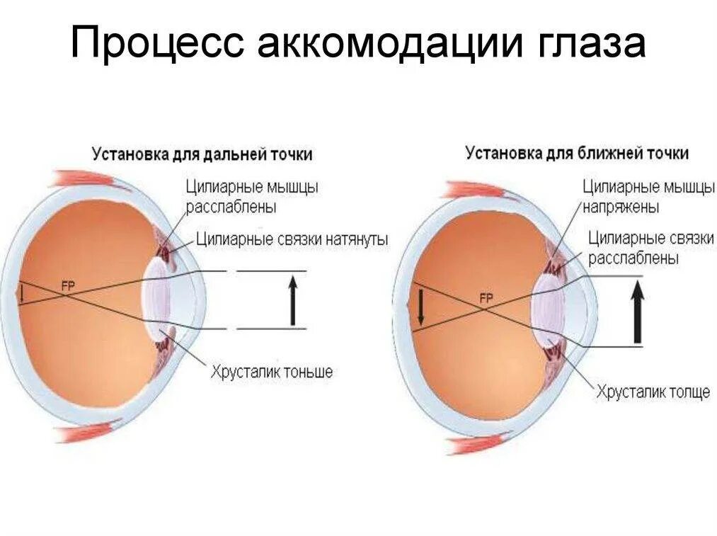 Аккомодация симптомы. Аккомодационный аппарат глазного яблока. Строение глаза человека аккомодация. Механизм напряжения аккомодации. Строение глаза аккомодация.