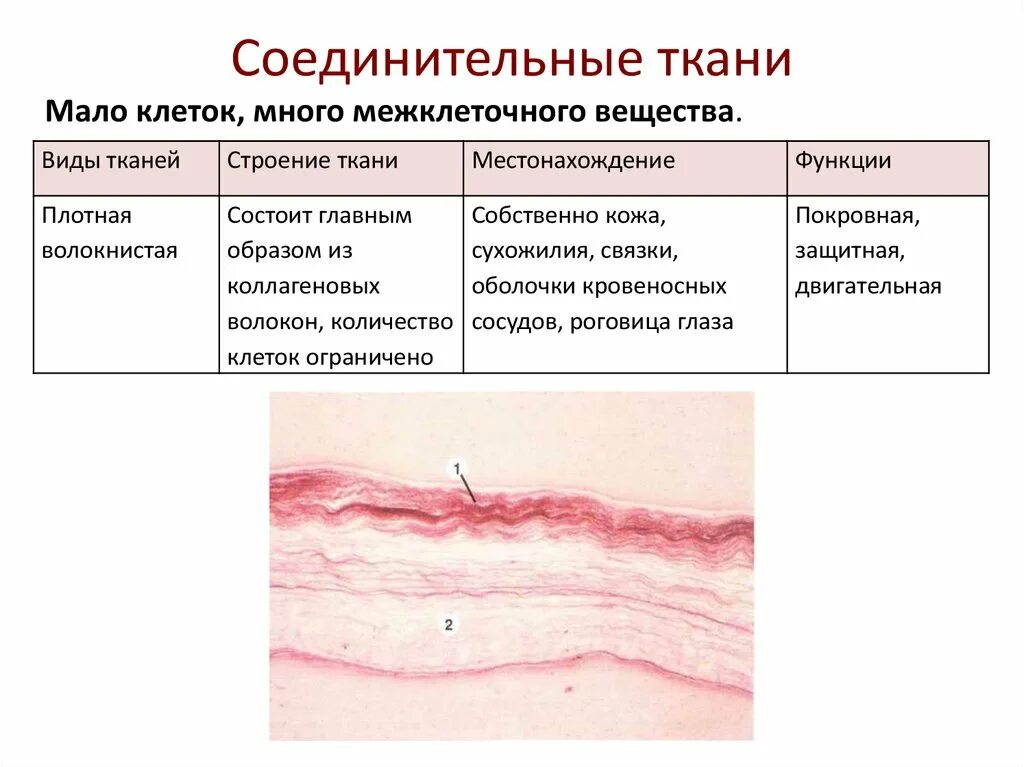 Какие органы входят в соединительную ткань. Строение и функция соединительной ткани анатомия. Особенности строения соединительной ткани рисунок. Собственно соединительная ткань строение и функции. Соединительная ткань строение ткани.