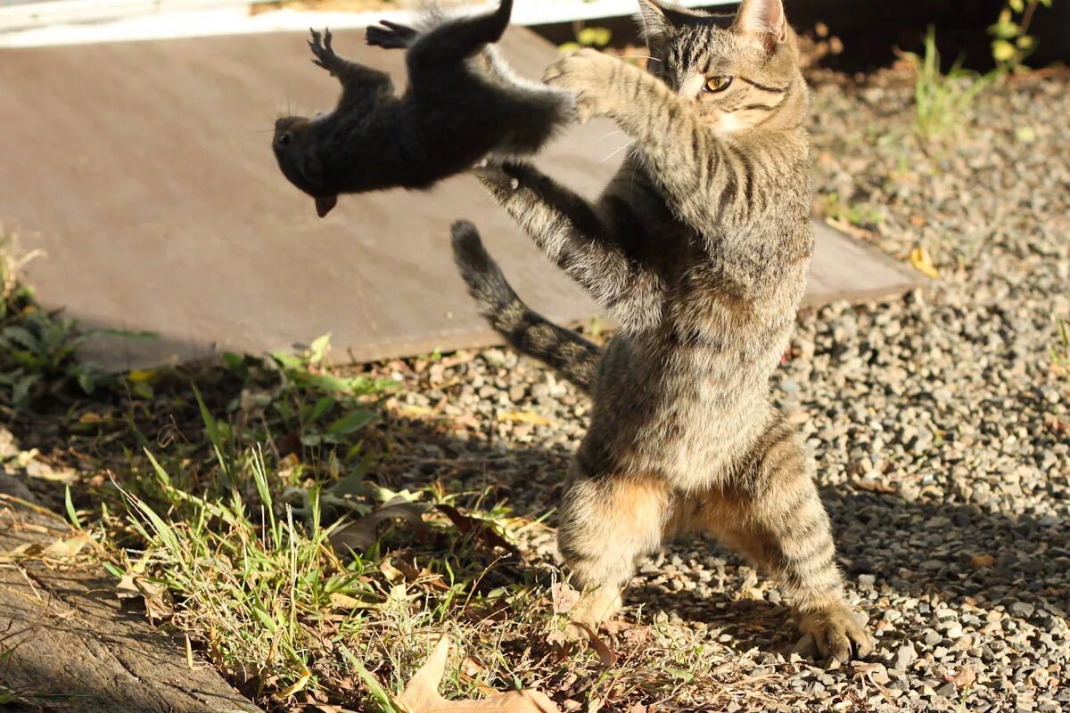 Выскочил из засады. Смелый кот. Смешные животные. Кот атакует. Храбрый кот.