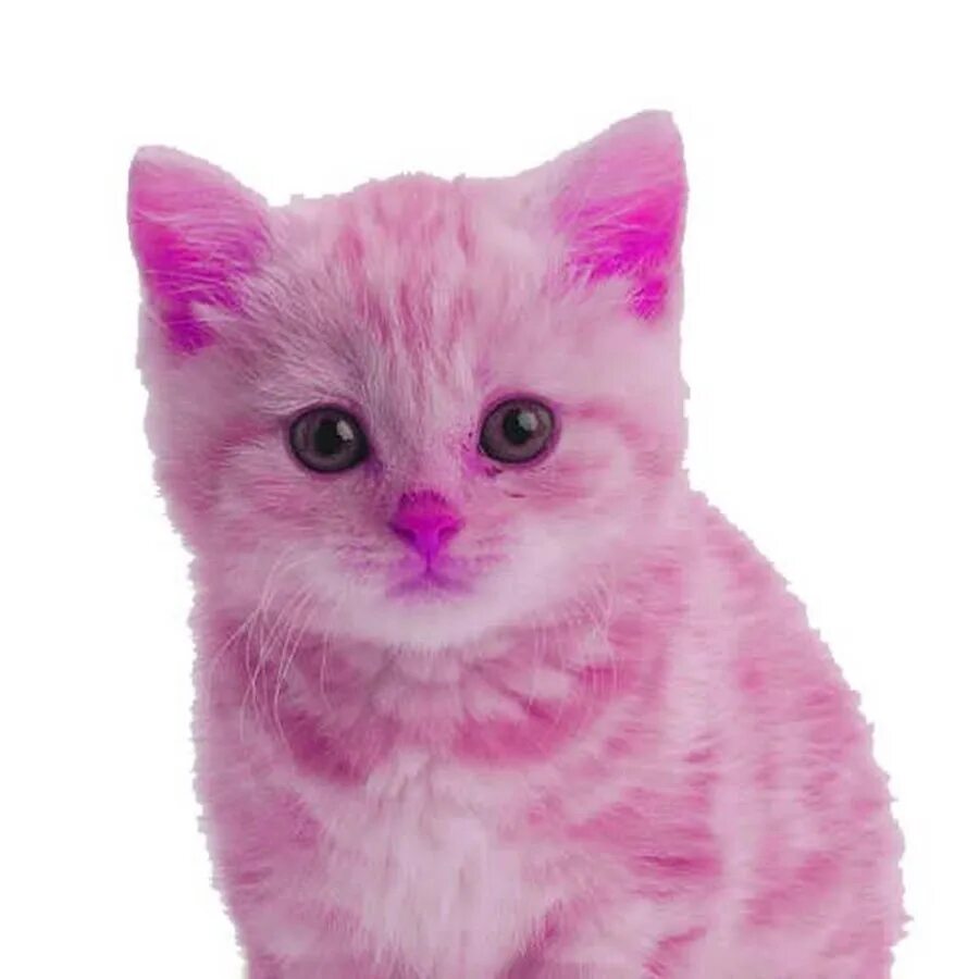 Розовая кошка. Розовая кошка. Розовый котик. Розовая кошечка. Розовые кошки порода.