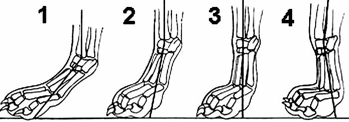 Суставы задней лапы собаки. Наклонная пясть у собак. Наклонные пясти у собак это. Проваленные пясти у собаки. Правильная постановка пясти у собак.
