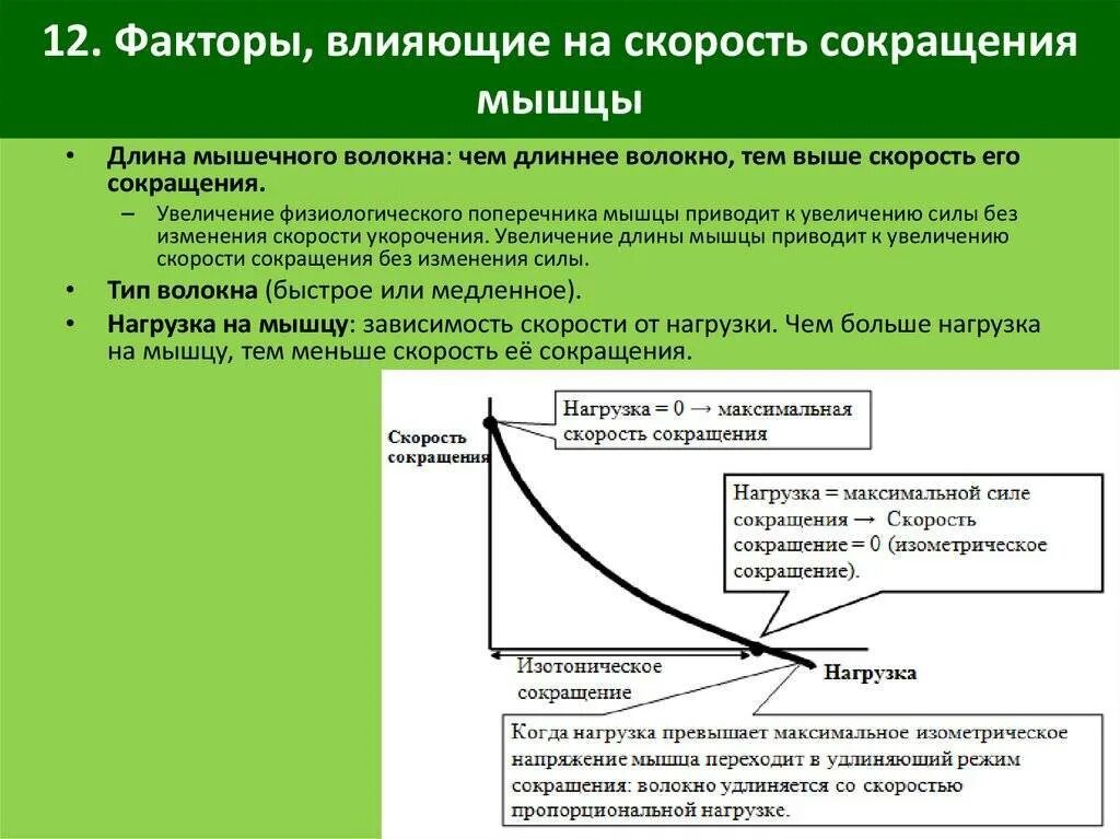 Наибольшая эффективность достигается при работе мышцы в. Факторы влияющие на скорость сокращения мышц. факторы, определяющие силу сокращения мышцы;. факторы влияющие на силу мышц физиология. факторы влияющие на силу мышечного сокращения.