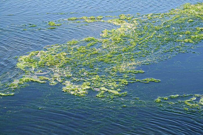 Саргассово море водоросли. Саргассум водоросль. Саргассово море ламинария. Саргассово море вода