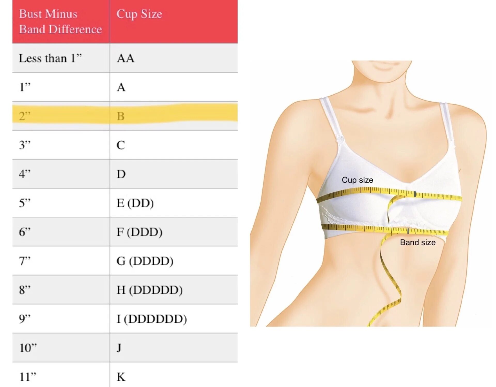 Размеры кап. 32b Bra Size. D-Cup размер. B-Cup размер. A-Cup размер.