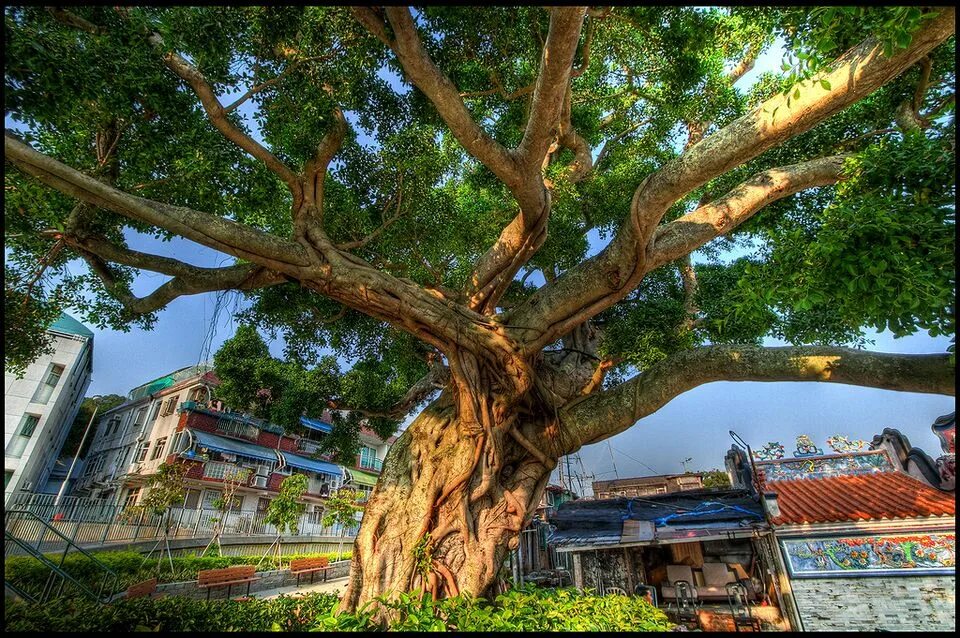 Редкое дерево растущее. Бонсай Баньян. Баньян или бенгальский фикус. Необычные деревья. Самые удивительные деревья.