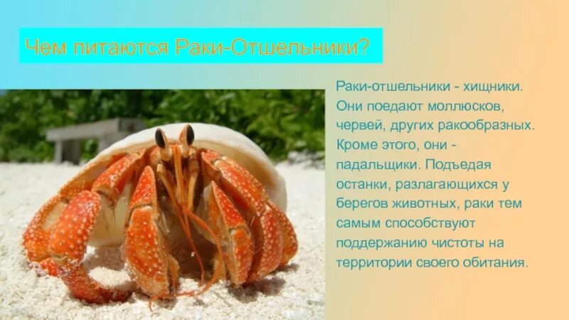 Ракообразные обитатели пресных водоемов. Чем питаются рачки. Ракообразные пресных вод. Чем питаются раковые. Чем питаются пресноводные рачки.