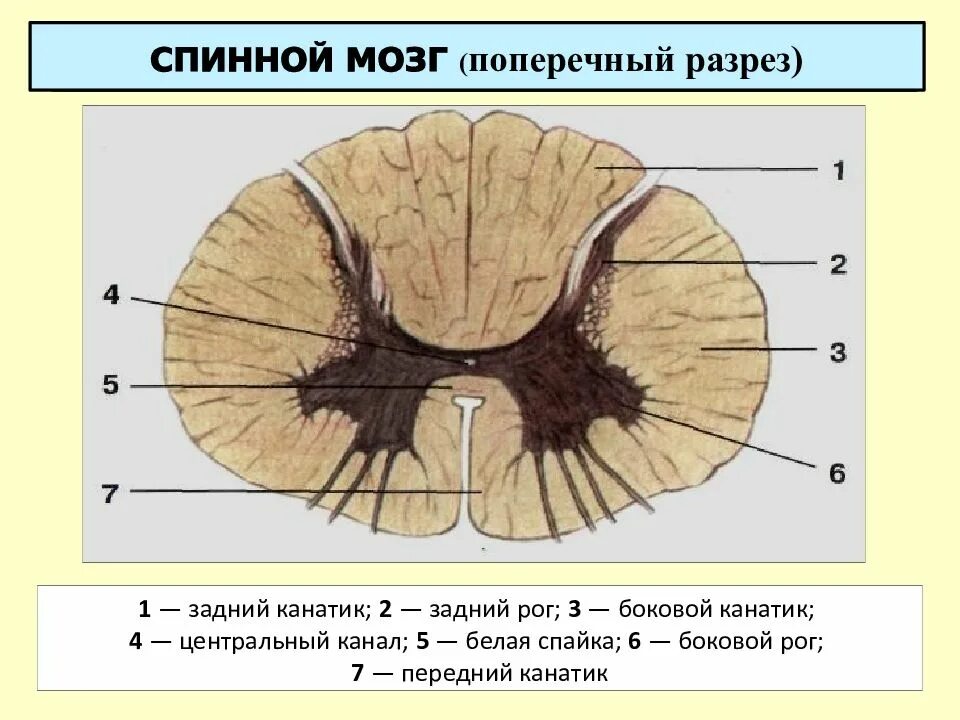 Спайк спинного мозга. Спинной мозг строение поперечный срез. сагиттальный срез спинного мозга. фронтальный срез спинного мозга. горизонтальный срез спинного мозга.