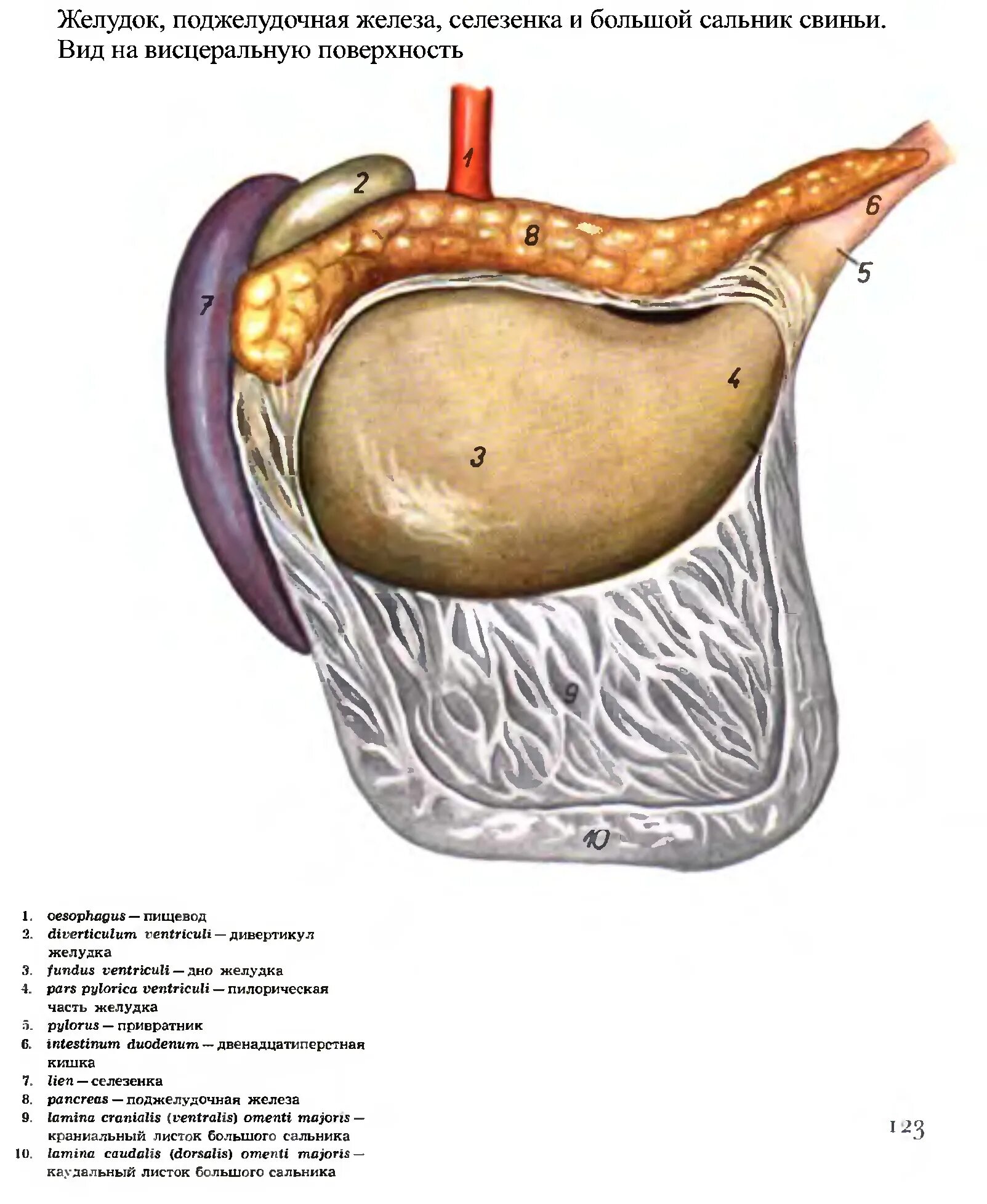 Анатомия желудка и поджелудочной железы. Поджелудочная железа крупного рогатого скота. Анатомия селезенки и поджелудочной железы. Поджелудочная железа свиньи