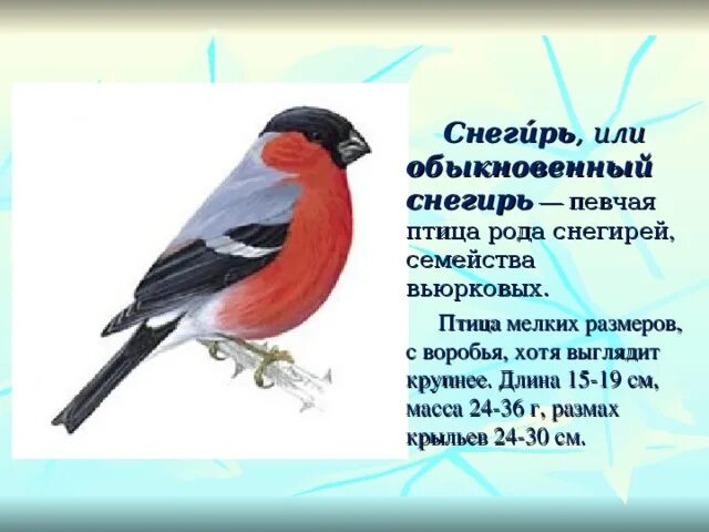 Крылья снегиря. Вес снегиря. Снегирь размер. Снегирь рост.