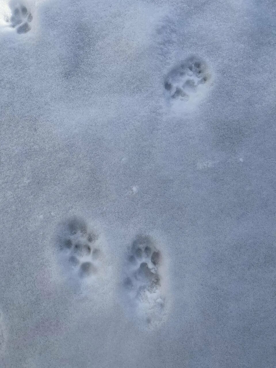 Кошачьи следы на снегу. Следы котенка на снегу. Отпечаток на снегу. Лапки на снегу. Лапка на снегу